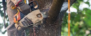 Best Arborist Consultation Services  in West Odessa, TX