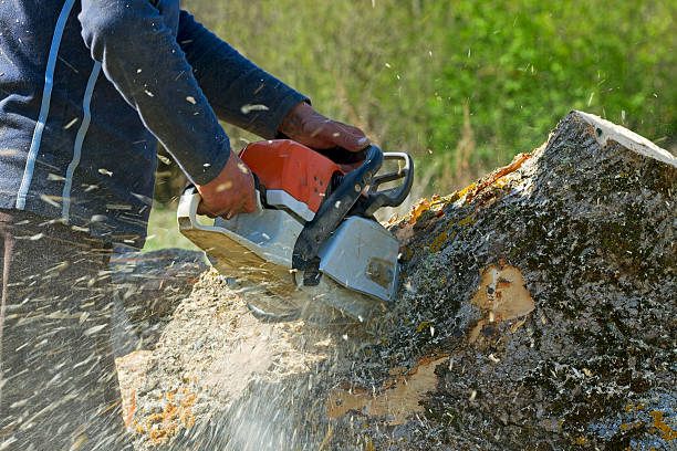 Best Tree and Shrub Care  in West Odessa, TX